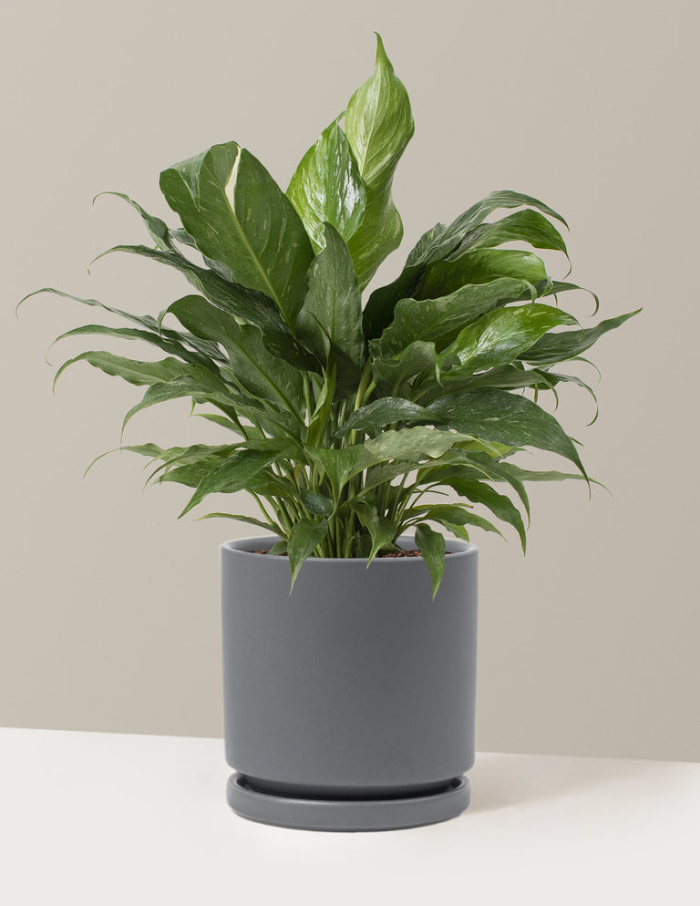 Peace Lily ‘Domino’