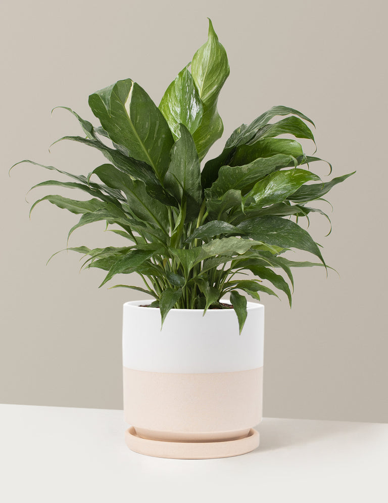 Peace Lily ‘Domino’