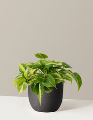 Philodendron Brasil