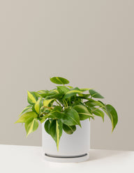 Philodendron Brasil