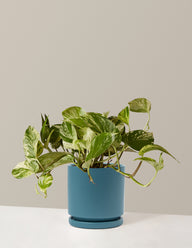 Pothos Marble Queen