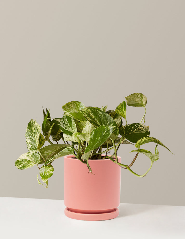 Pothos Marble Queen