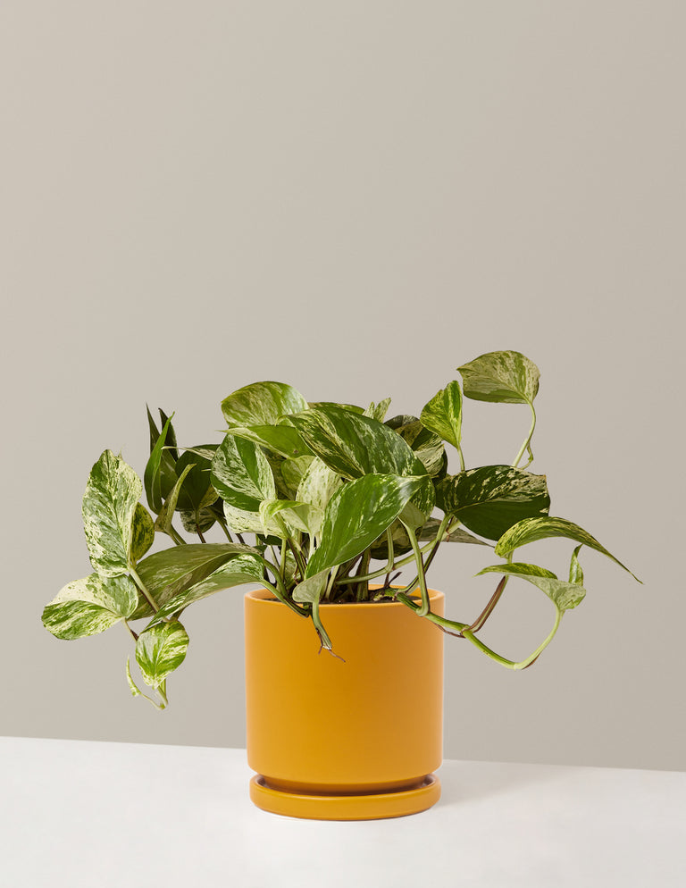 Pothos Marble Queen