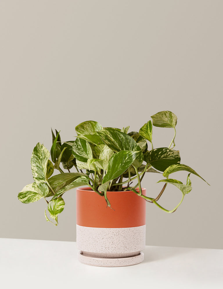 Pothos Marble Queen