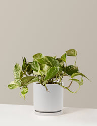 Pothos Marble Queen