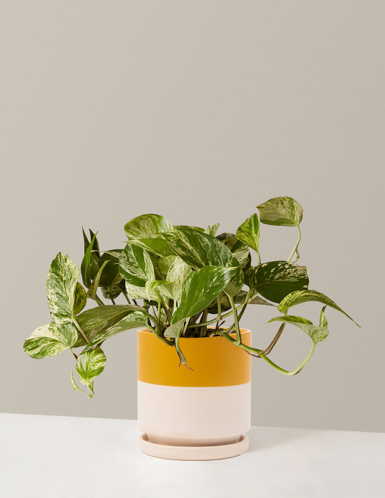 Pothos Marble Queen