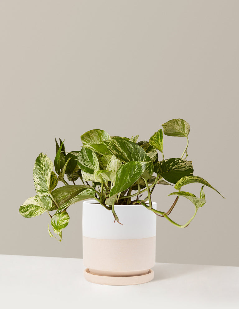 Pothos Marble Queen