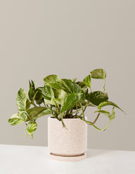 Pothos Marble Queen