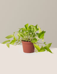 Pothos Neon