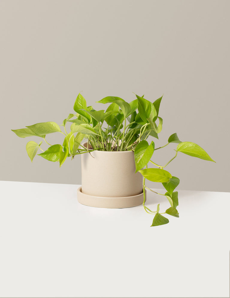 Pothos Neon