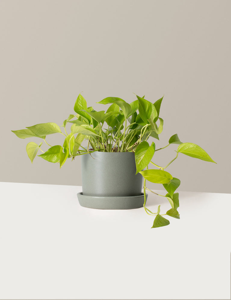 Pothos Neon