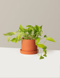 Pothos Neon