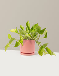 Pothos Neon