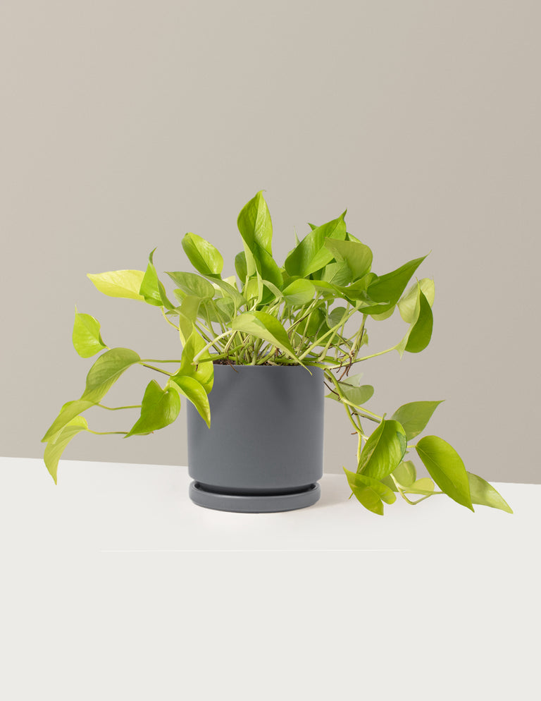 Pothos Neon