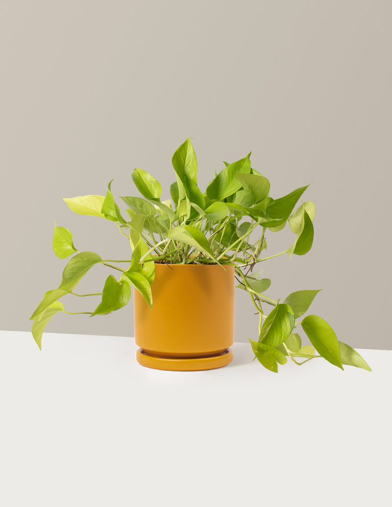 Pothos Neon