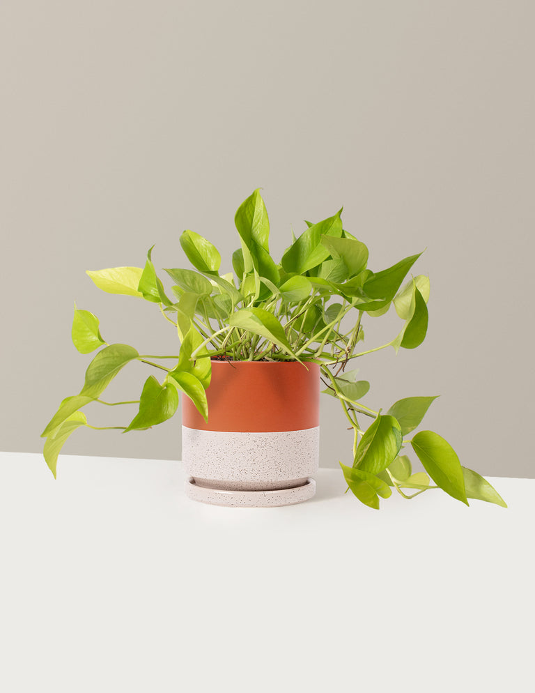 Pothos Neon