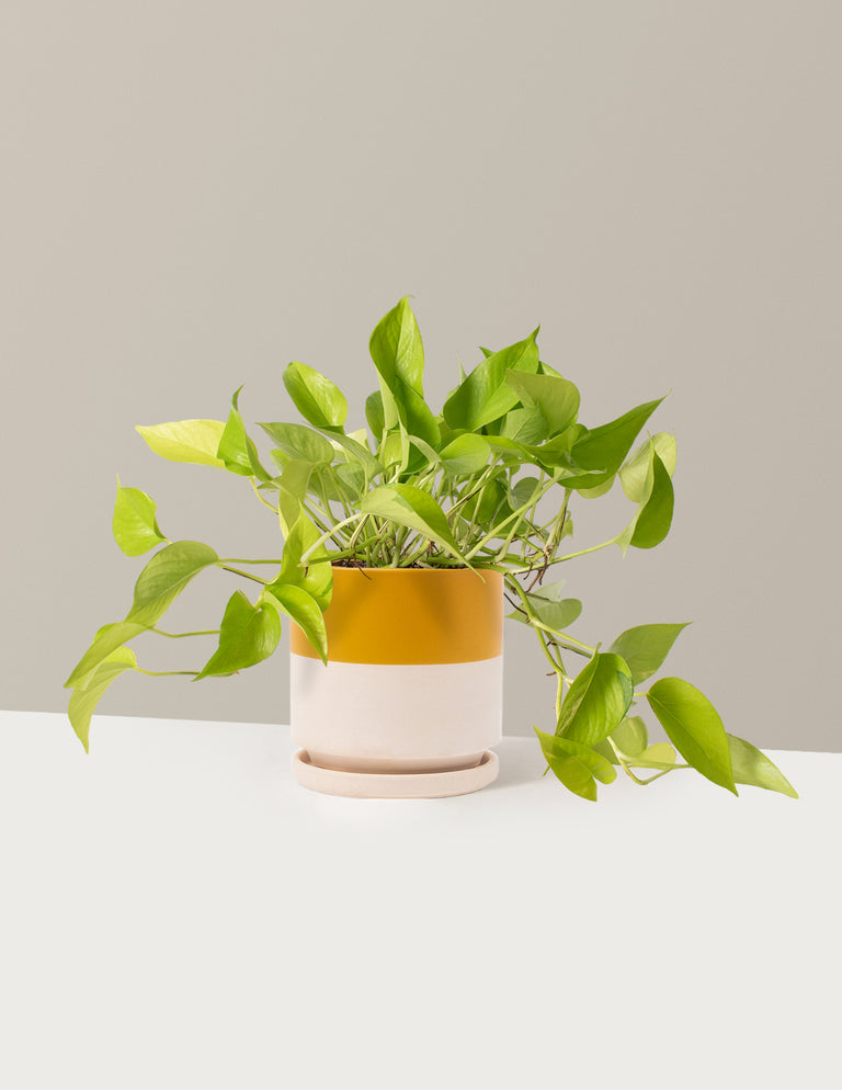 Pothos Neon