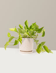 Pothos Neon