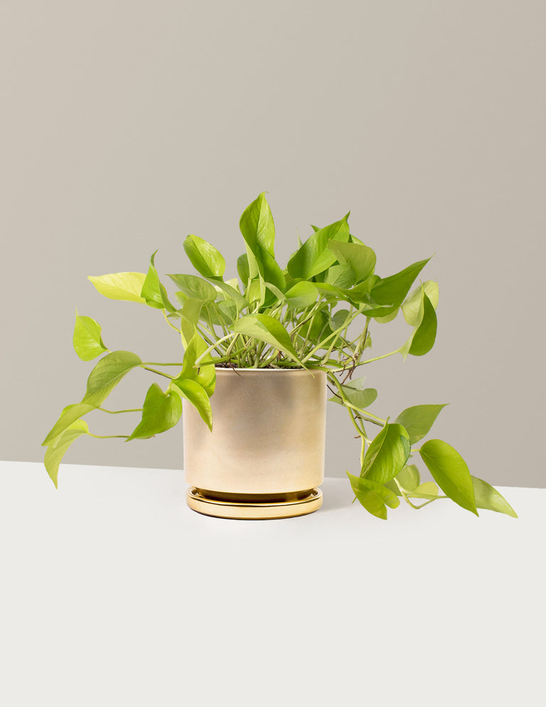 Pothos Neon