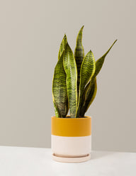 Snake Plant Laurentii