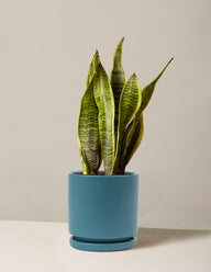 Snake Plant Laurentii