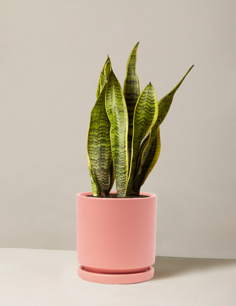 Snake Plant Laurentii