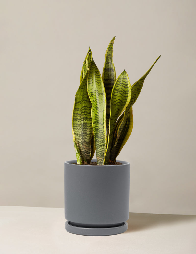 Snake Plant Laurentii