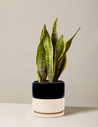 Snake Plant Laurentii