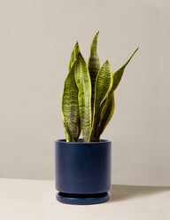 Snake Plant Laurentii