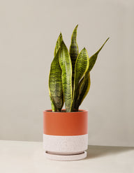 Snake Plant Laurentii