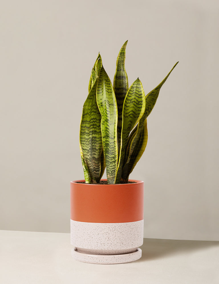 Snake Plant Laurentii