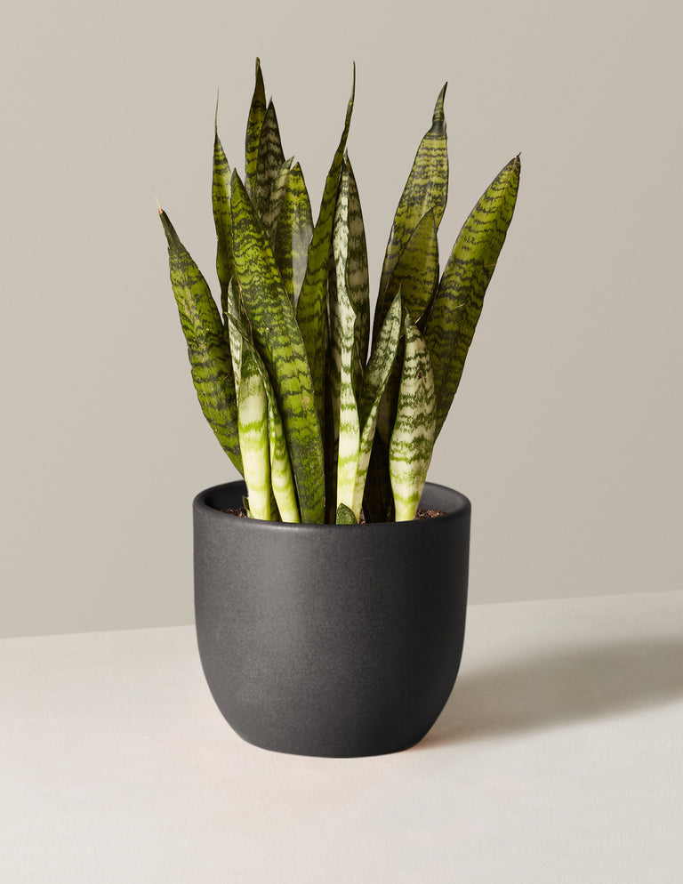 Snake Plant Zeylanica