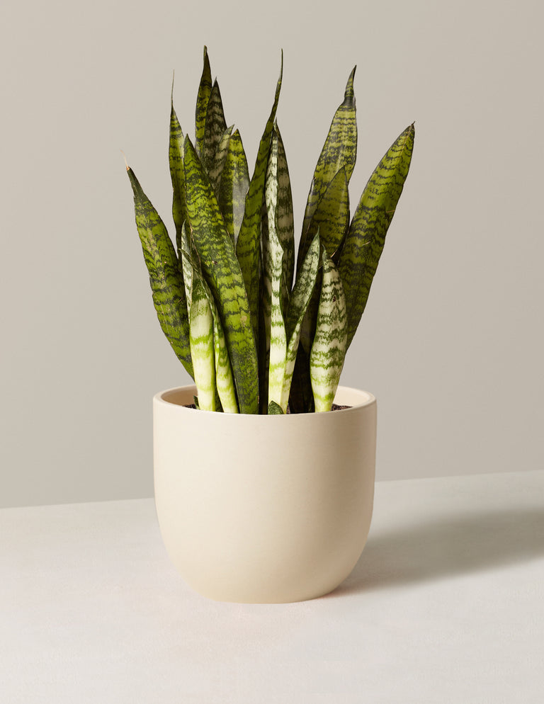 Snake Plant Zeylanica