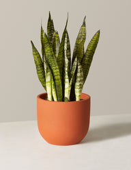 Snake Plant Zeylanica