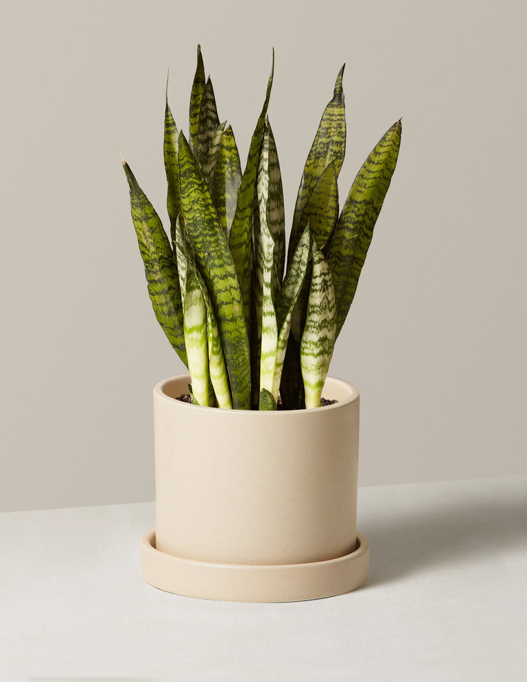 Snake Plant Zeylanica