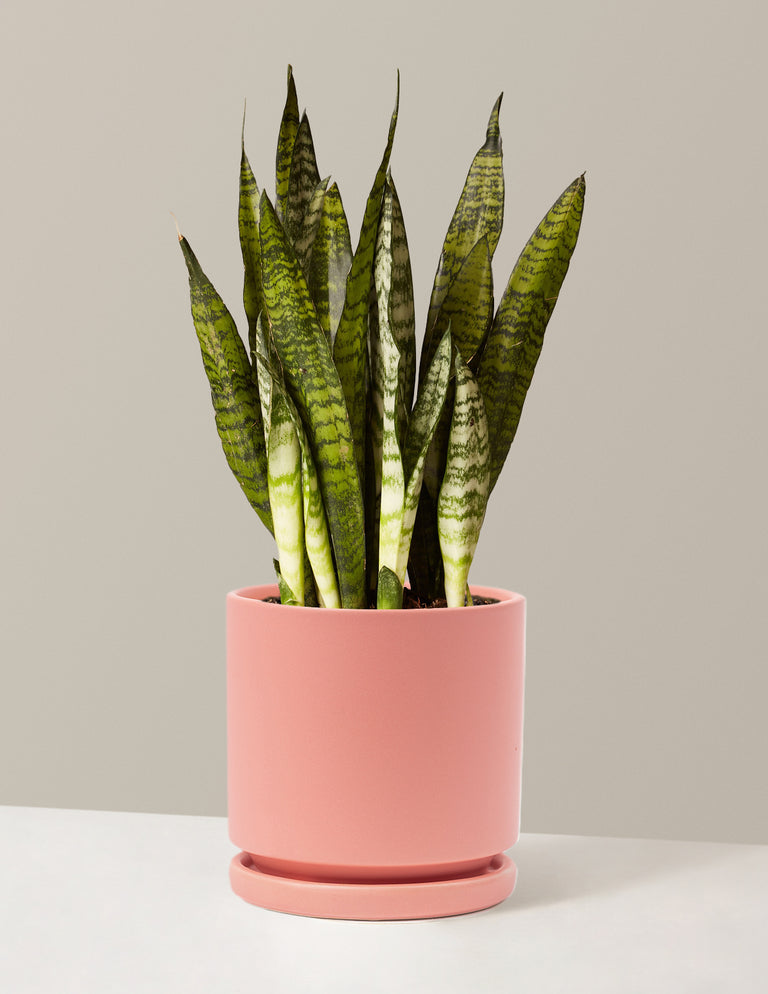 Snake Plant Zeylanica