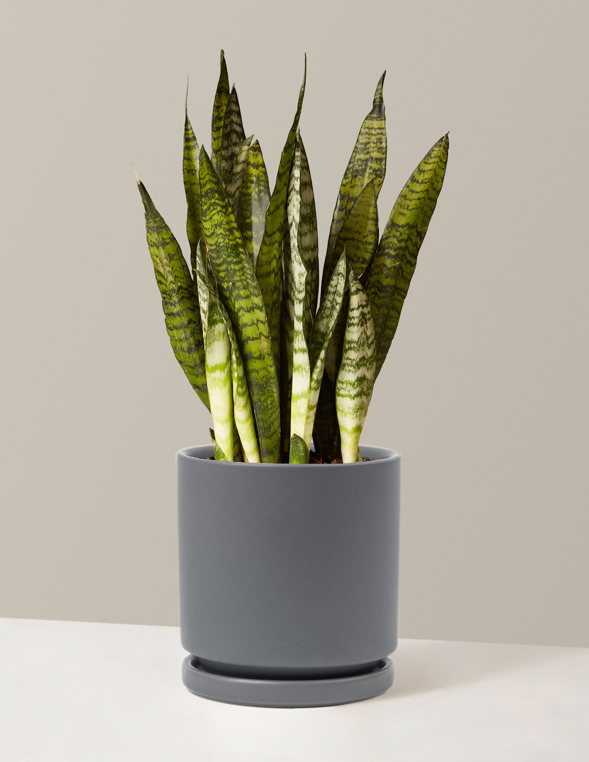 Snake Plant Zeylanica