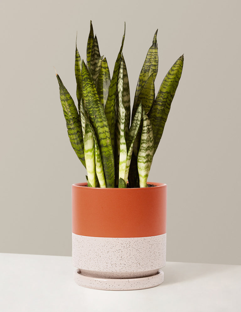 Snake Plant Zeylanica