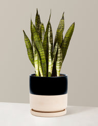 Snake Plant Zeylanica