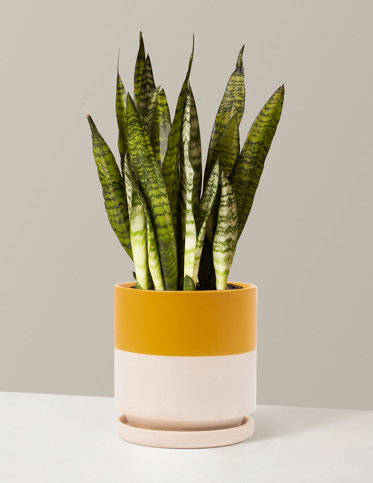 Snake Plant Zeylanica