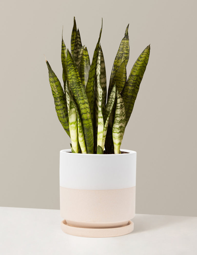 Snake Plant Zeylanica