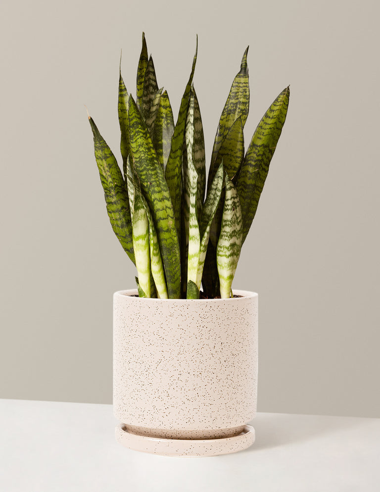 Snake Plant Zeylanica