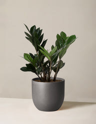 Black ZZ Plant