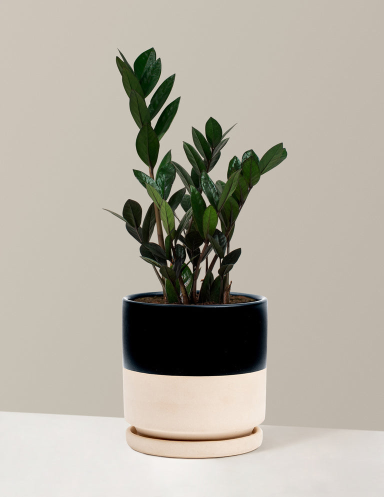 Black ZZ Plant