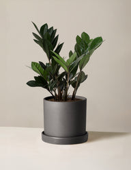 Black ZZ Plant