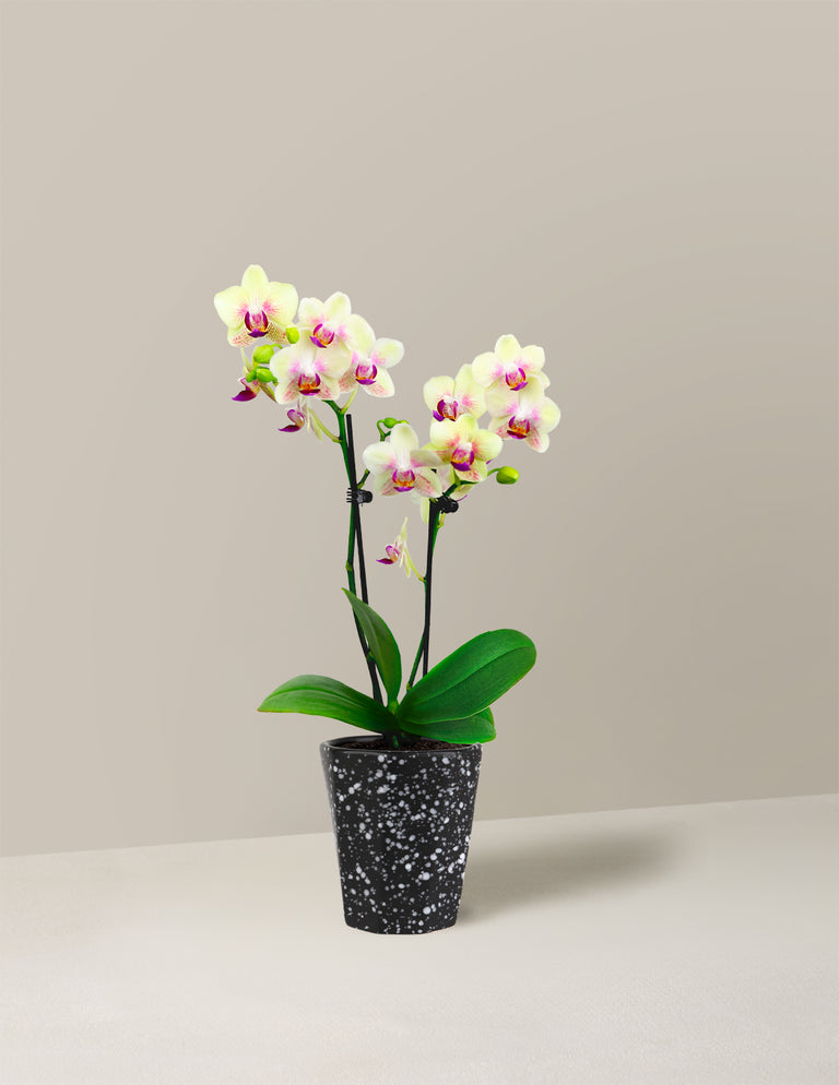 Mini Orchid