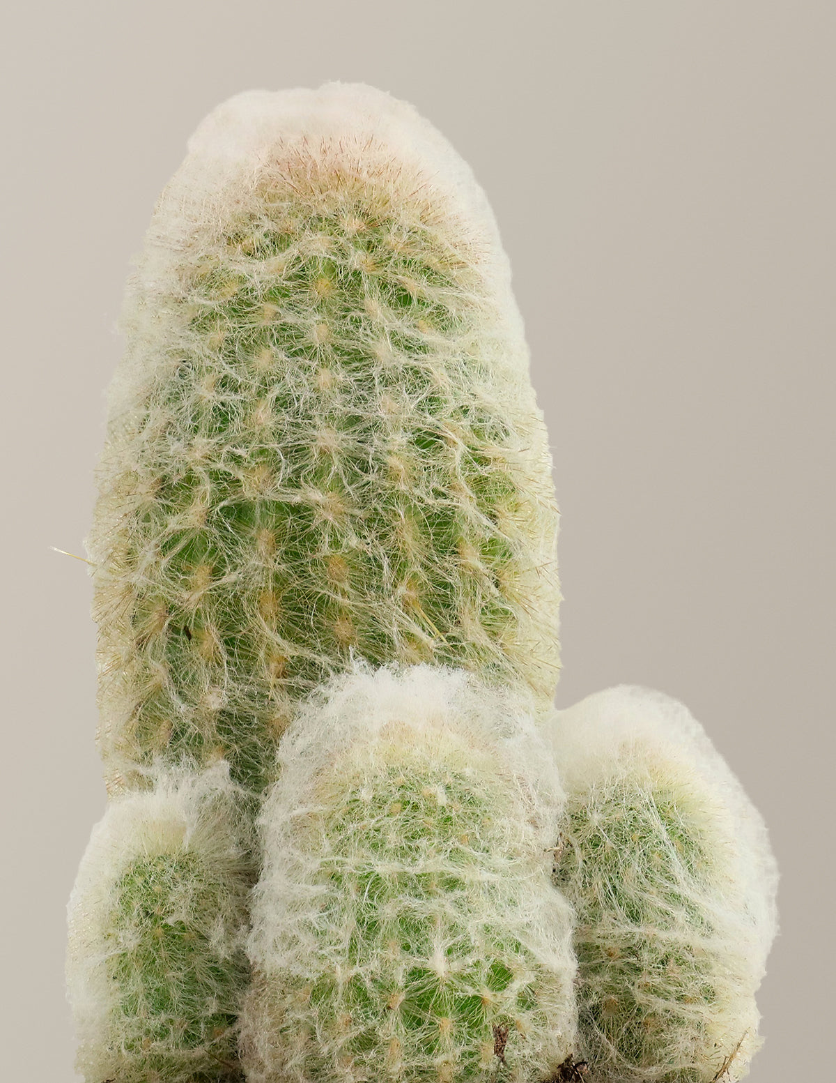 Peruvian Nana Cactus