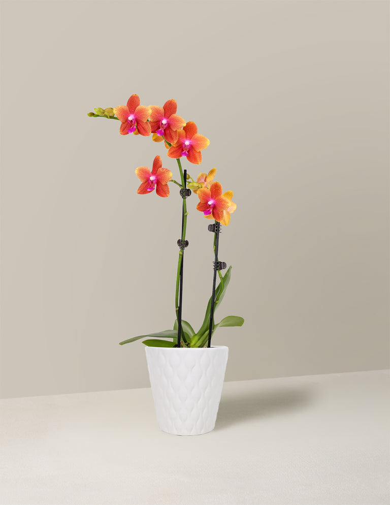 Petite Sunset Orchid