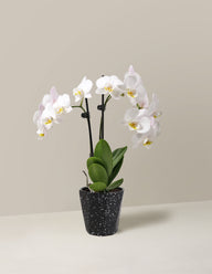 Petite White Orchid with Yellow