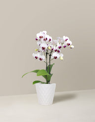 Petite White Orchid